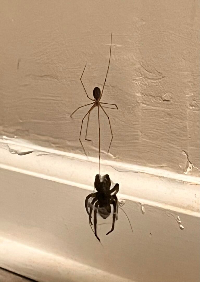 A Pet Cellar Spider Took Down a Wolf Spider in the Bathroom—and Became a Legend