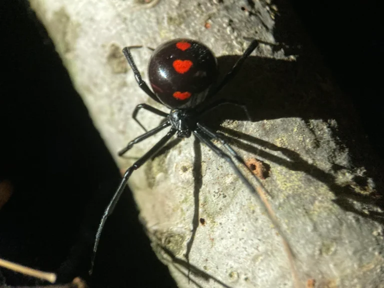 Rare Black Widow With Heart-Shaped Markings Melts the Internet