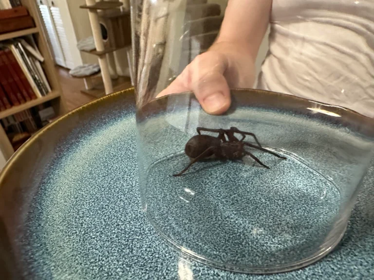 She Found the Most Unexpected Souvenir Crawling Out of Her Luggage