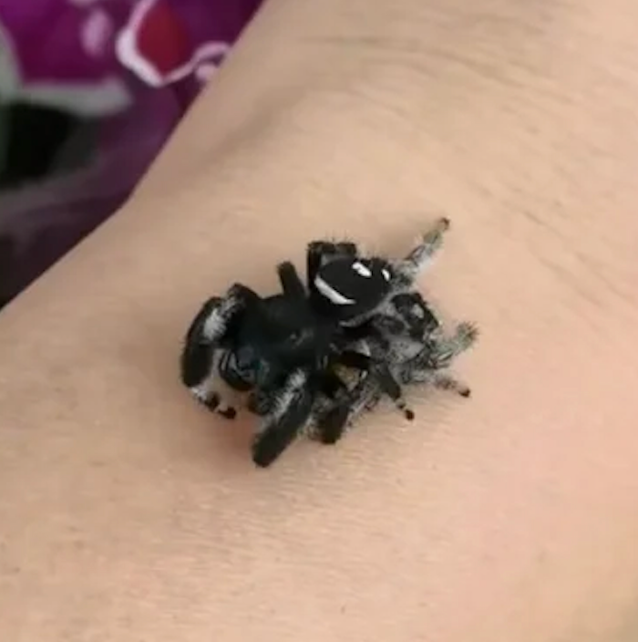 Woman Lets Two Jumping Spiders Climb On Her Arm — Then Watches Them Do The Unthinkable