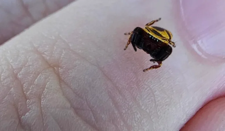 He’s Got Eight Legs and a Bee Onesie — And Everyone Fell in Love